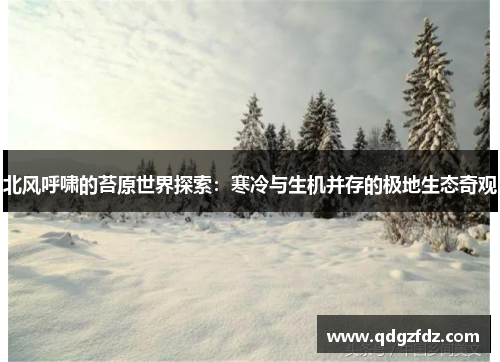 北风呼啸的苔原世界探索：寒冷与生机并存的极地生态奇观